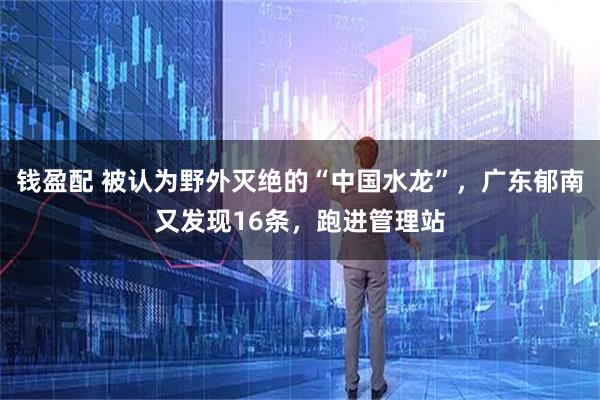 钱盈配 被认为野外灭绝的“中国水龙”，广东郁南又发现16条，跑进管理站