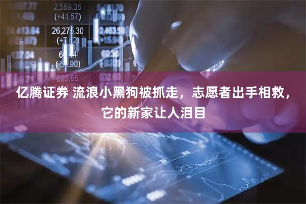 亿腾证券 流浪小黑狗被抓走,志愿者出手相救,它的新家让人泪目