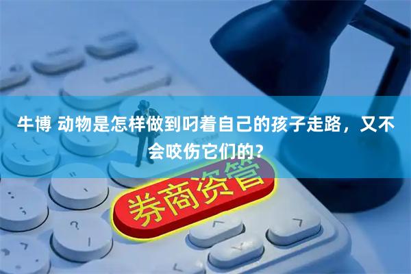 牛博 动物是怎样做到叼着自己的孩子走路，又不会咬伤它们的？
